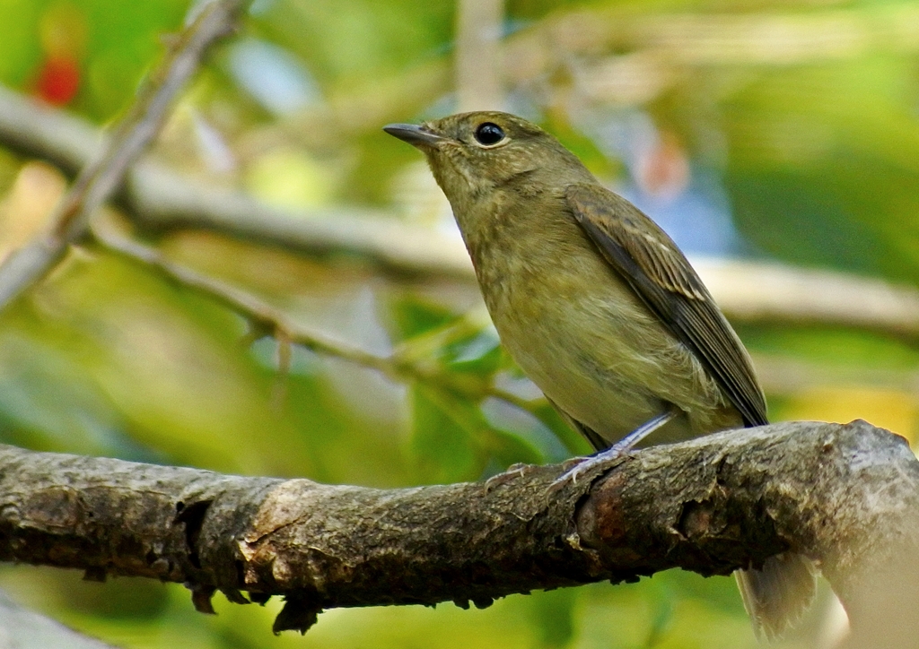 キビタキ♀