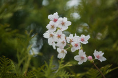 来た！　春だ！