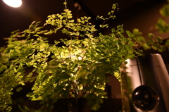 植物