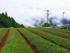 天空の茶畑2016 (9)