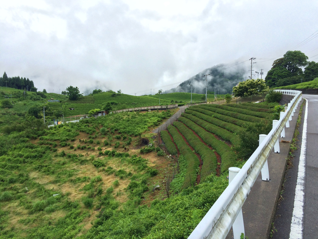天空の茶畑2016