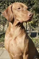 Vizsla