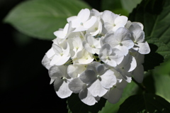 白紫陽花