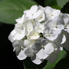 白紫陽花