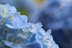 青紫陽花