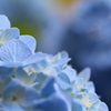 青紫陽花