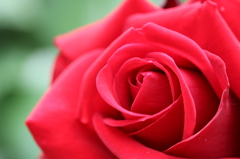 赤薔薇