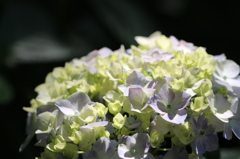 紫陽花