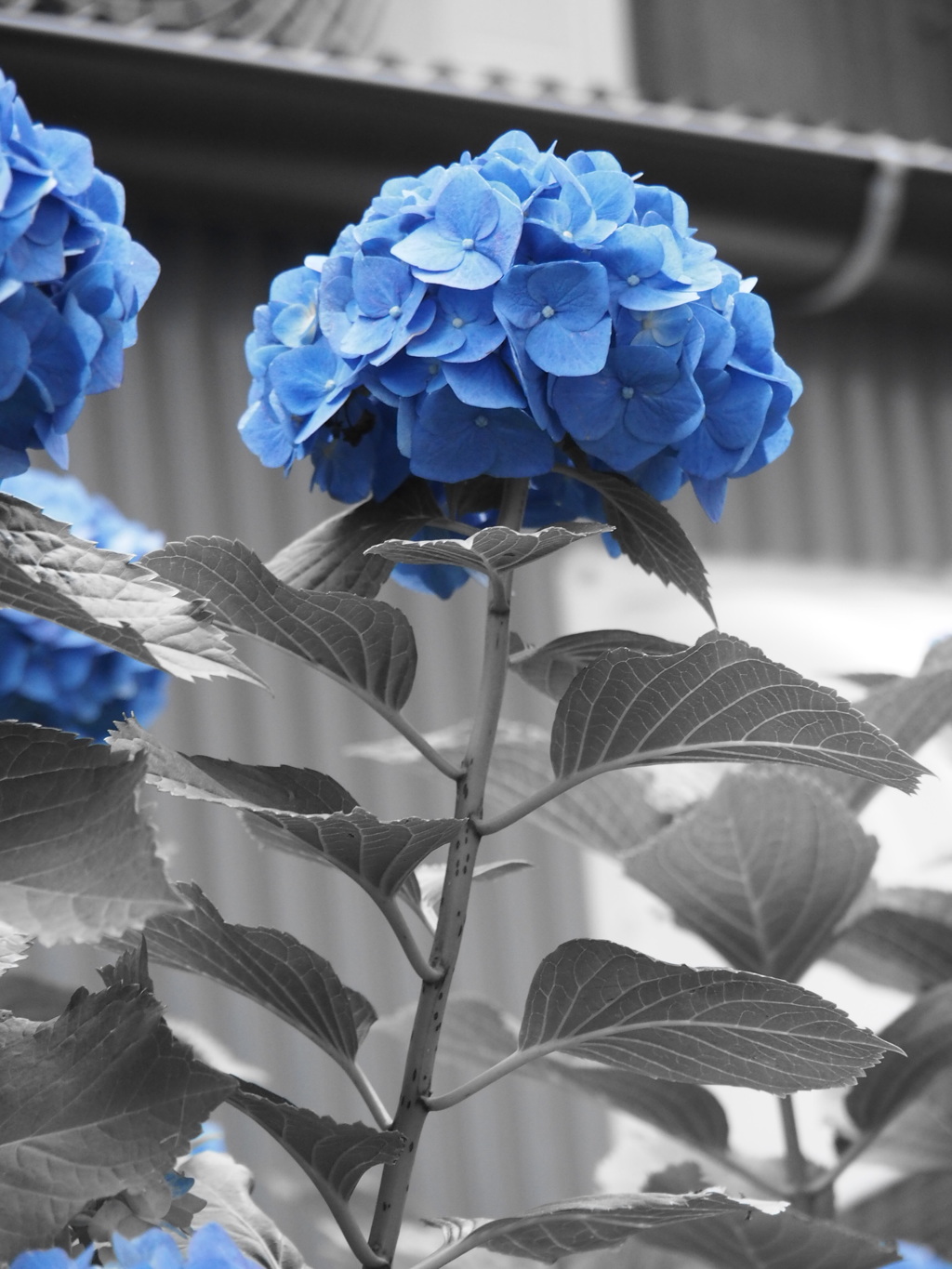 紫陽花