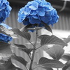 紫陽花