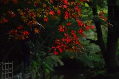 紅葉