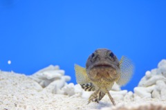 お魚