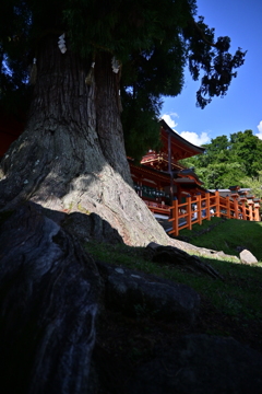春日大社の大杉