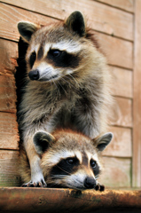 ANIMAL PHOTO2