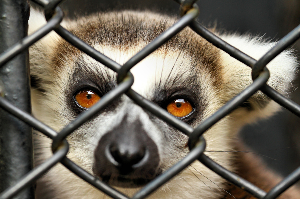 ANIMAL PHOTO