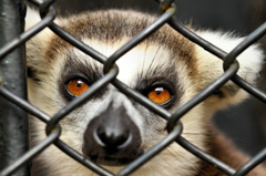 ANIMAL PHOTO