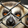 ANIMAL PHOTO