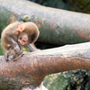 ANIMAL PHOTO4
