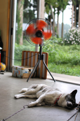 ANIMAL PHOTO5