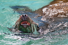 ANIMAL PHOTO3