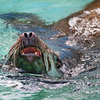 ANIMAL PHOTO3