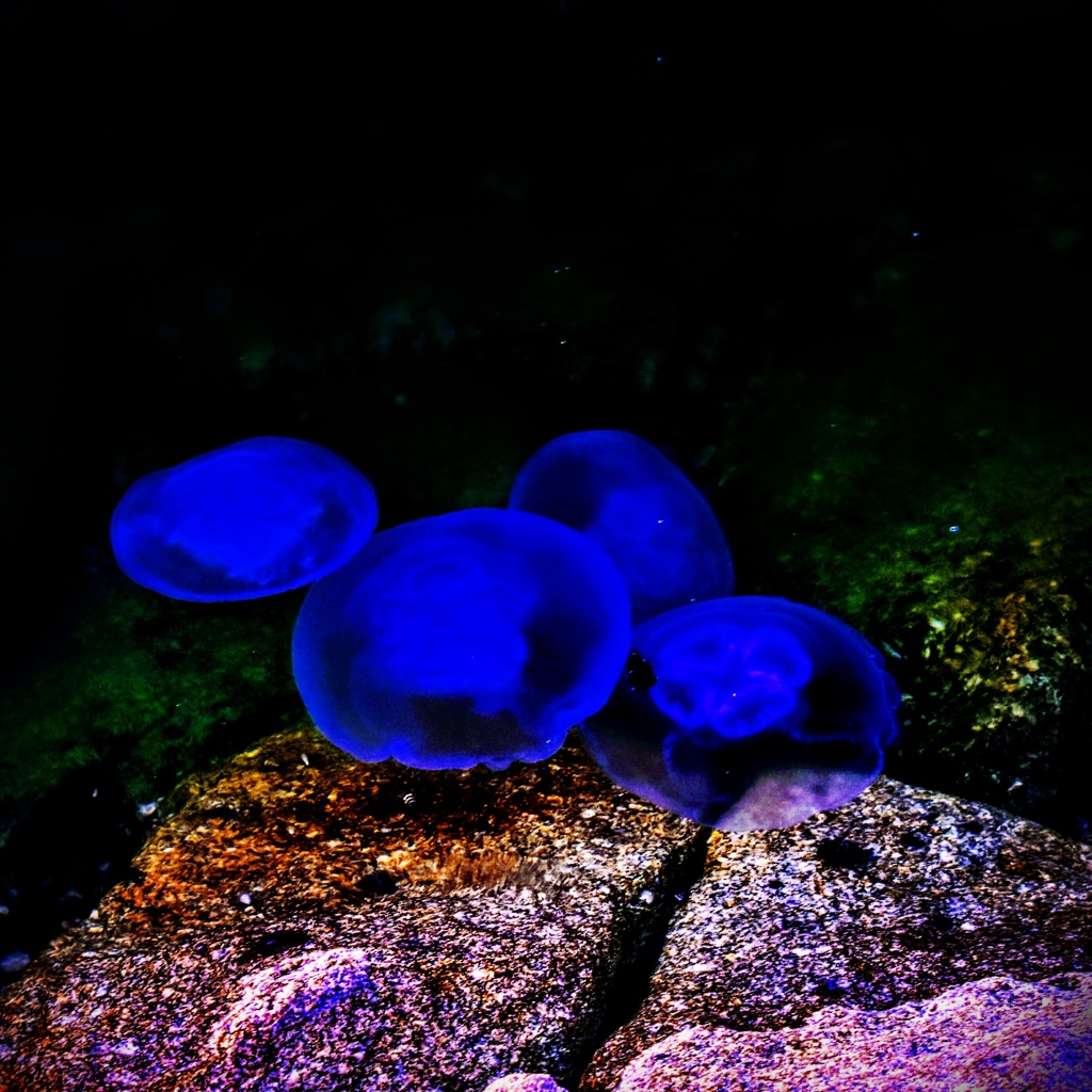 和白干潟のクラゲ