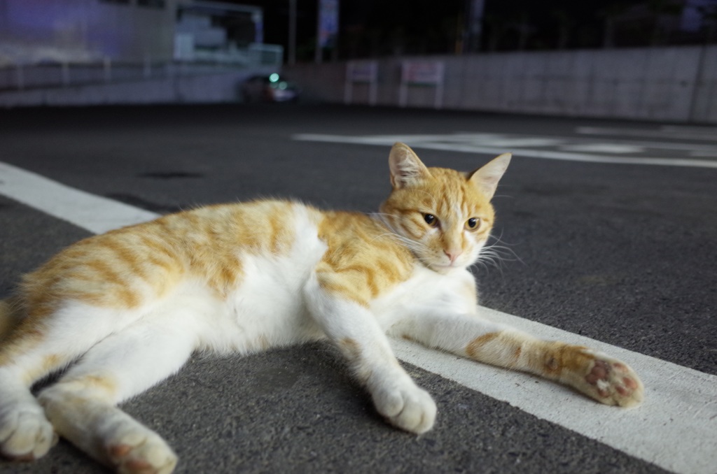 ネコさま
