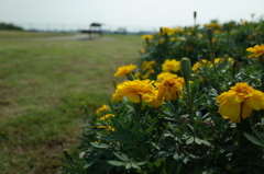 花とベンチ