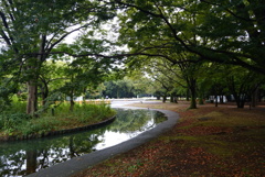 落ち葉と緑の水辺