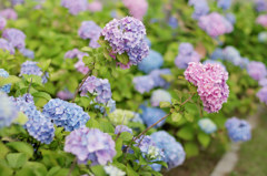 紫陽花色々
