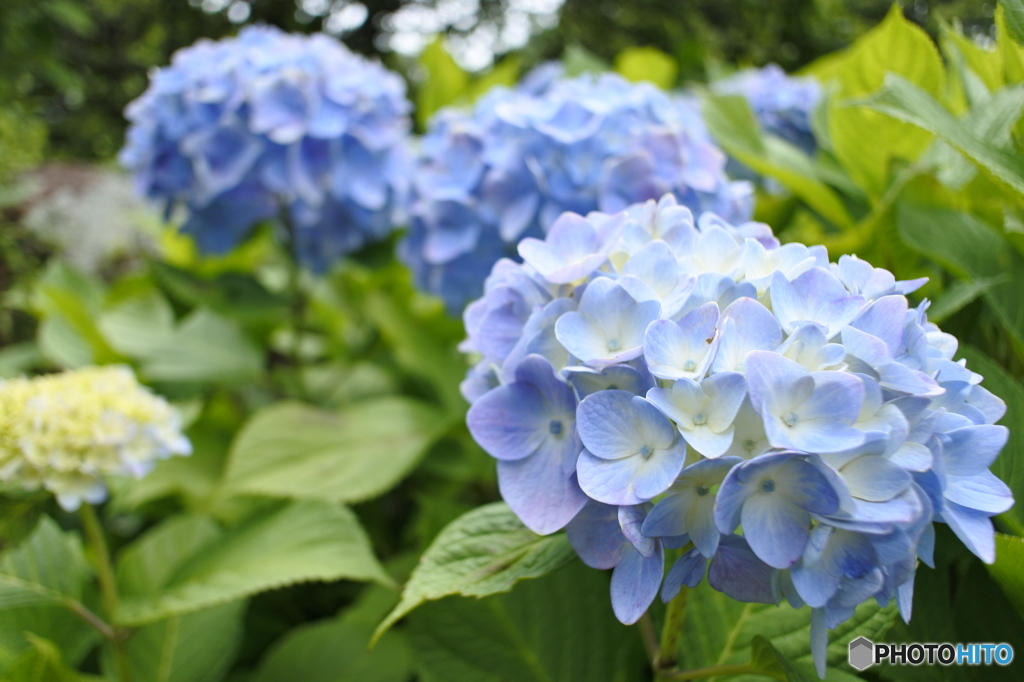 紫陽花園にて