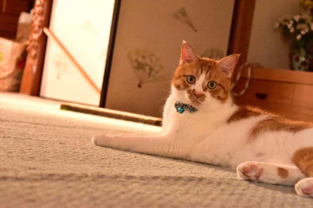 夕暮れ時の猫