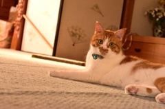 夕暮れ時の猫