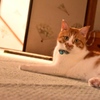 夕暮れ時の猫