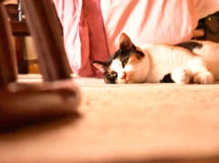 くつろぐ三毛猫