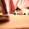 くつろぐ三毛猫
