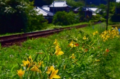 線路沿いにて