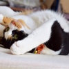 三毛猫