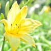 ユリの花