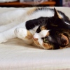 くつろぎ猫