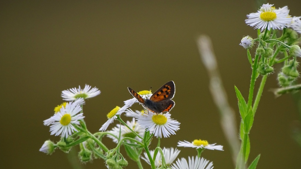 ベニシジミとヒメジョオン