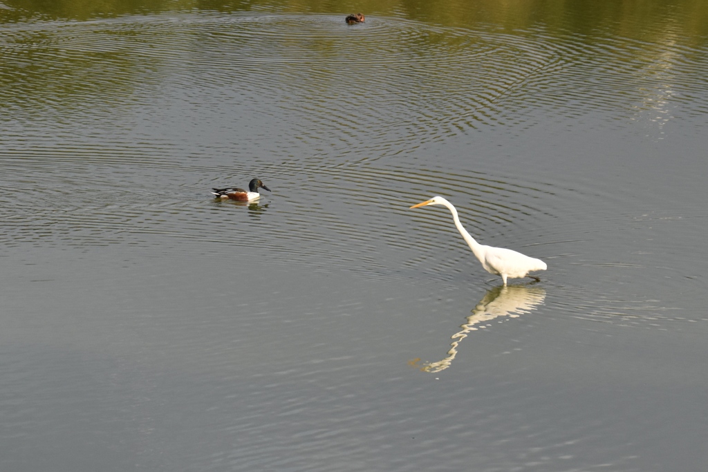 向こうにいるカモ