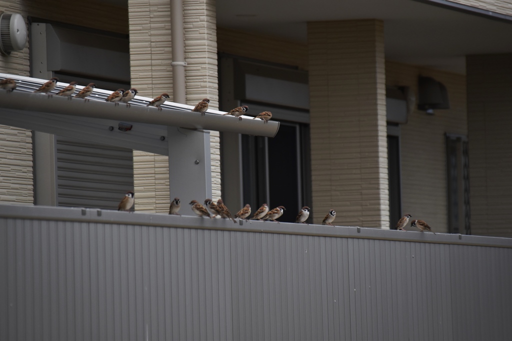 スズメたくさん