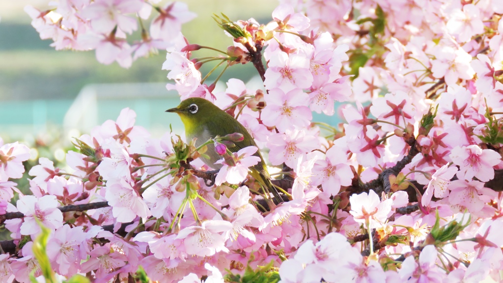 メジロと河津桜