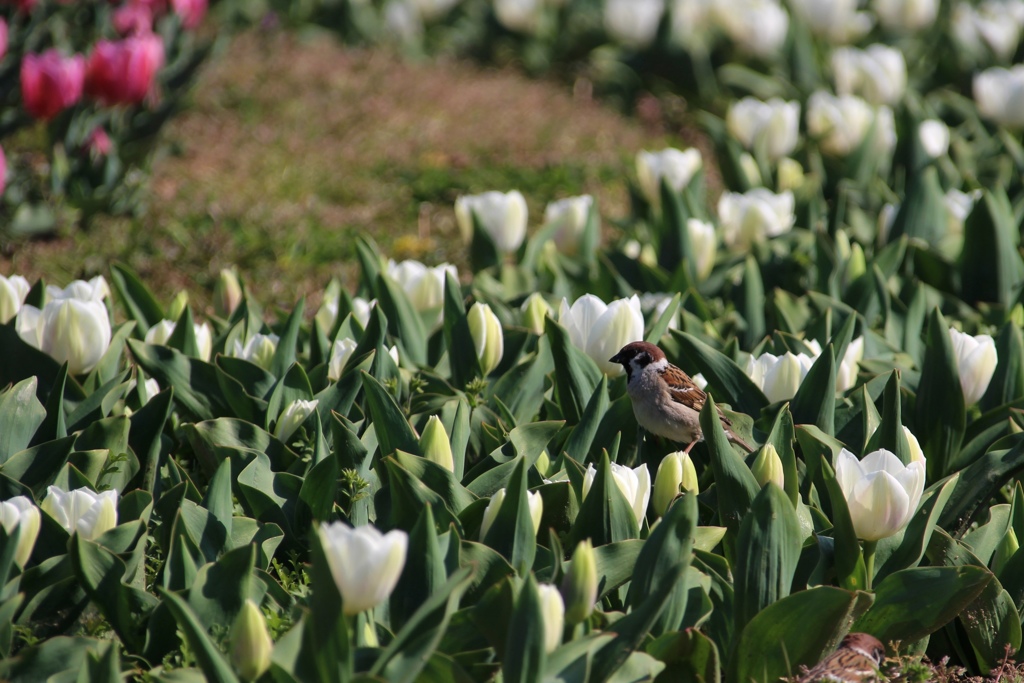 チューリップとスズメ