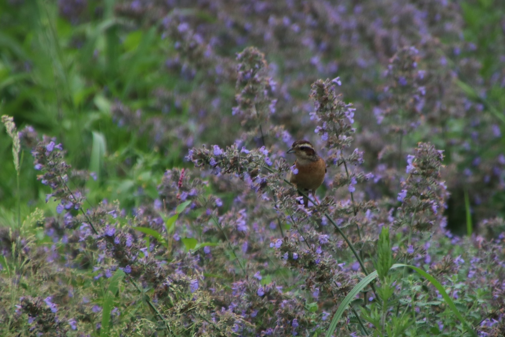 ラベンダーにホオジロ？