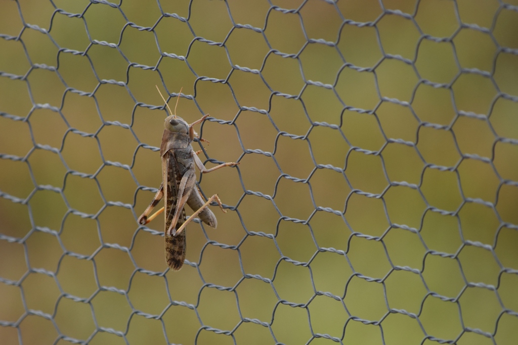 金網にバッタ
