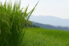 稲のある風景