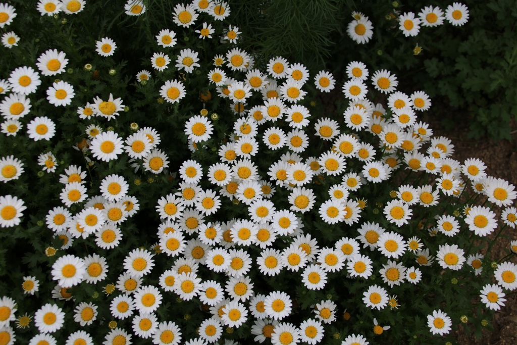 花名わかりません、誰かお願いします