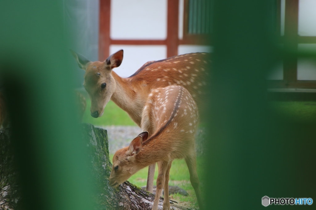 奈良公園の鹿の親子